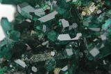 Gemmy Dioptase Crystal Cluster on Quartz - Sanda Mine, Congo #209338-2